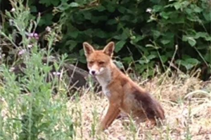 fox.jpg - Conservation Progress at Heene Cemetery