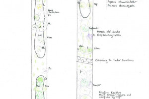 cherry-walk-page-1-of-2-page-001.jpg - Creating a Cherry Tree Walk @ West Acton