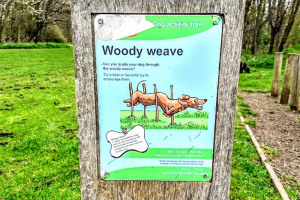 woody-weave.jpg - Dogs Improve Wellbeing