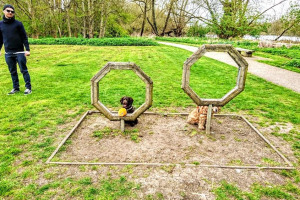 through-the-hoop-1.jpg - Dogs Improve Wellbeing