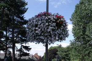 holstar-planter-on-full-bloom.jpg - Improve appearance of our Hadleigh Essex
