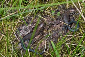 four-baby-lizards-at-slievenacloy-p-mcerlean.jpg - Habitat work: Parkwood Rangers 3G Pitch