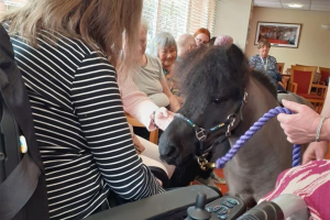 therapy-ponies-2.jpg - Rural Friendship and Chat Groups
