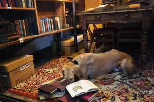 marvin-with-his-nose-in-books.jpg - Union Chapel - Sunday School Stories