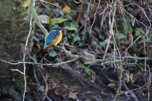 rs-489-kingfisher-at-wildneress-island-credit-david-fielding-1.jpg - Help reopen Camley Street Natural Park