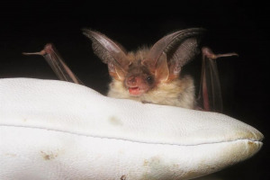 ble-bat.jpg - Ealing Wildlife Group Nature Reserve