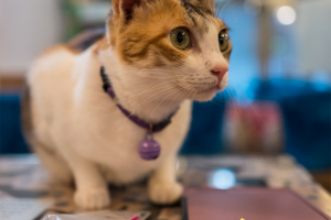 119024701-328428875161572-2810137976479010895-n.png - Community Rescue Cat Cafe 