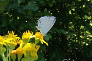holly-blue-butterfly.jpg - Conservation Progress at Heene Cemetery