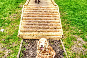log-walk.jpg - Dogs Improve Wellbeing