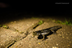 rs-164-newt-2016-copyright-daniel-greenwood-lwt-27.jpg - Help reopen Camley Street Natural Park