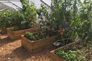 cultivate-london-salopian-kitchen-garden-august-2016-1024.jpeg - Growing Ethelburga Estate