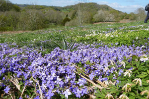 2015-04-22-south-malverns-violets-chae-end-127.jpg - Malvern Hills Lost Fritillaries Project