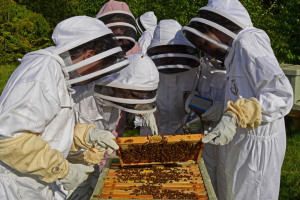 170503-st-hildas-bee-check-hive-tool-smoker-super-apiary-3-c.jpg - Bee Workers to Key Workers 