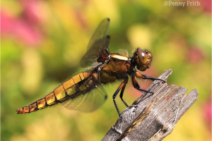 rs-1231-broad-bodied-chaser-female-040611-side-view-c-penny-frith.jpg - Help reopen Camley Street Natural Park