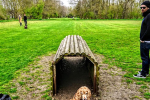 tunnel-time-1.jpg - Dogs Improve Wellbeing