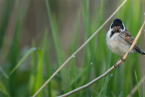 rs-520-reed-bunting-woodberry-wetlands-penny-dixie.png - Help reopen Camley Street Natural Park