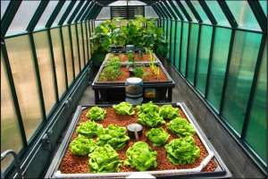 aquaponics-usa-greenhouse-full-shot-1.jpg - Create a Suburban Farm for Tolworth