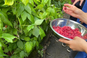 picking-raspberries.jpg - A.P.P.L.E's Kitchen Hub