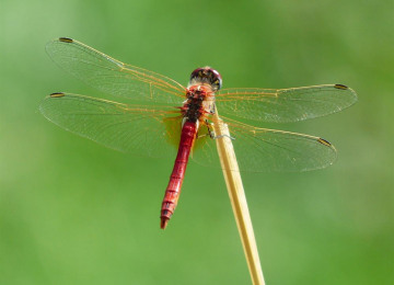 dragonfly-red-animal-insect-66264.jpeg