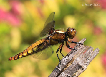 rs-1231-broad-bodied-chaser-female-040611-side-view-c-penny-frith.jpg