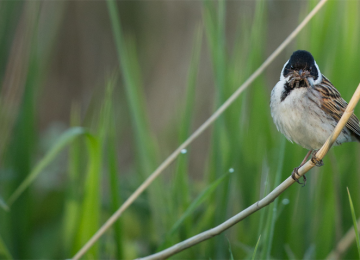 rs-520-reed-bunting-woodberry-wetlands-penny-dixie.png