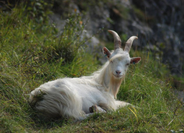 avon-gorge-goat-avon-gorge-downs-wildlife-project.jpg