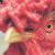 GIVE OUR CHICKENS A CHANCE