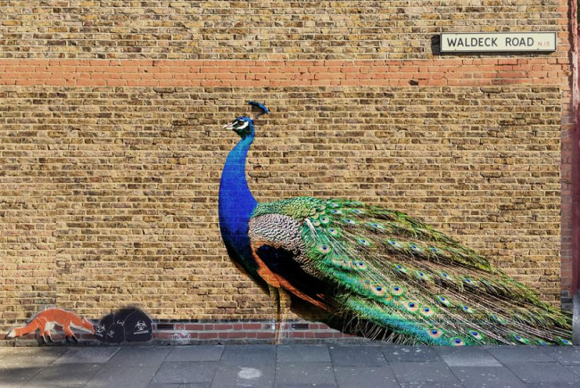 Pride and the Peacock