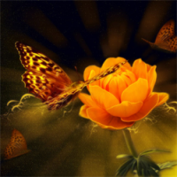 Butterflies Bereavement Support avatar image