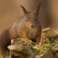 Lancashire Wildlife Trust avatar image