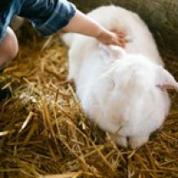 Rotherham Petting Zoo avatar image