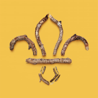 1st Pelsall Scout Group (11th Walsall) avatar image