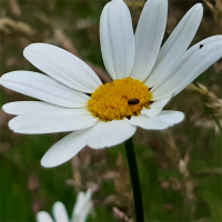 Goscote Greenacres Community Garden avatar image