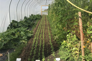  Kitchen Garden People Propagation  Unit