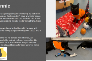 ronnie.png - Help voluntary cat rescue in Redbridge