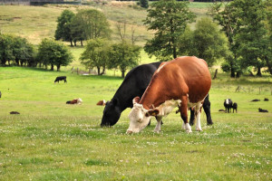 cows-at-fordhall-edited-2-09.jpg - River-Friendly Farming at Fordhall Farm