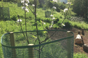 charlea-community-gardens.jpg - Natural Play Area in Brimscombe