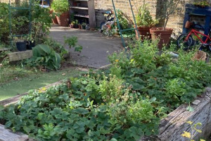whats-app-image-2025-11-04-at-14-26-37.jpeg - Growing Together: Enfield School Gardens