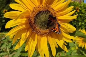 sun-flower-butterfly.jpg - Powering Communities