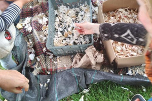 sorting-the-garlic.jpg - Little hands on the land