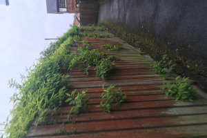 alley-4.jpg - Audenshaw alleyway tidy up and revamp!