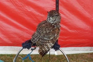 owl-photo.jpg - Maple Drive Summer Fayre
