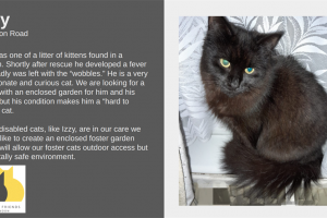 izzy.png - Help voluntary cat rescue in Redbridge