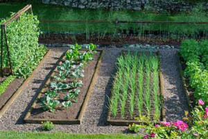 vegetable-gardening-dh.jpg - Sensory garden & Nursery supplies Africa