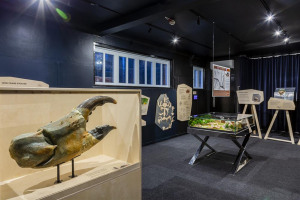 sheradon-dublin-photography-crab-museum-margate-12.jpg - Help Margate's Crab Museum Grow!