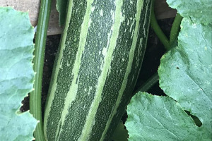 marrow-home-grown.jpg - Buy a 'MORE THAN FOOD', Van for FISCUS