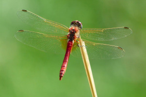 dragonfly-red-animal-insect-66264.jpeg - Create a Dragon Pond at Jo Cox Wood