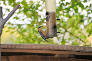 bird-at-fordhall.jpg - River-Friendly Farming at Fordhall Farm