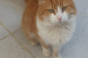 orange-cat.jpg - Community Rescue Cat Cafe 