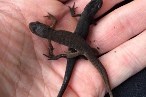 smooth-newts.jpg - Ealing Wildlife Group Nature Reserve